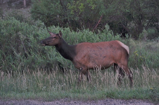 elk in the city limits